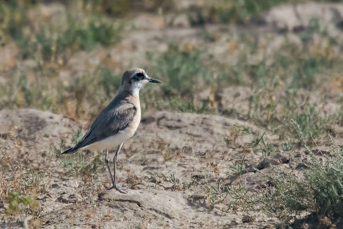 Greater Sand-Plover - ML642853514