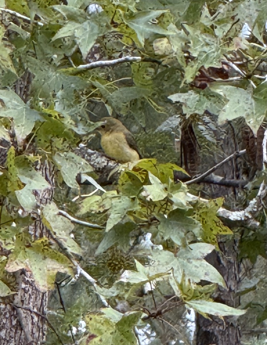 rødpiranga - ML642853522