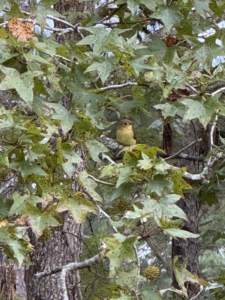 rødpiranga - ML642853523