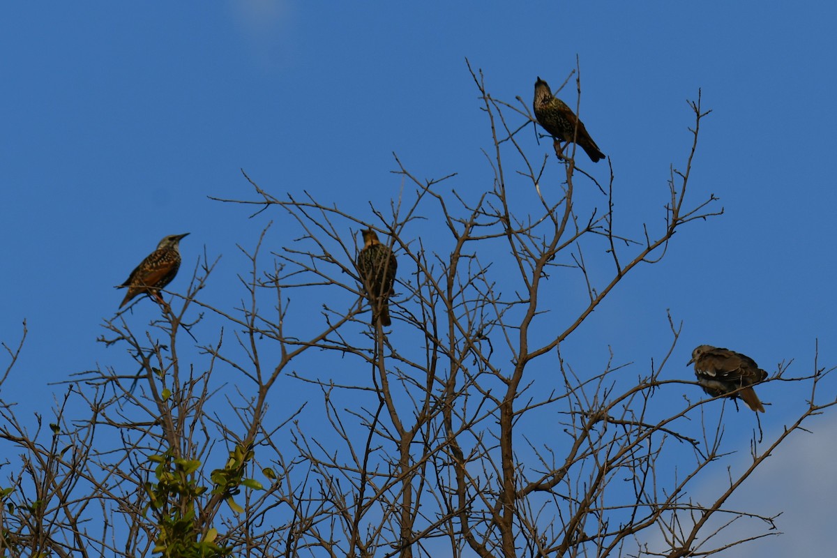 European Starling - ML642853533
