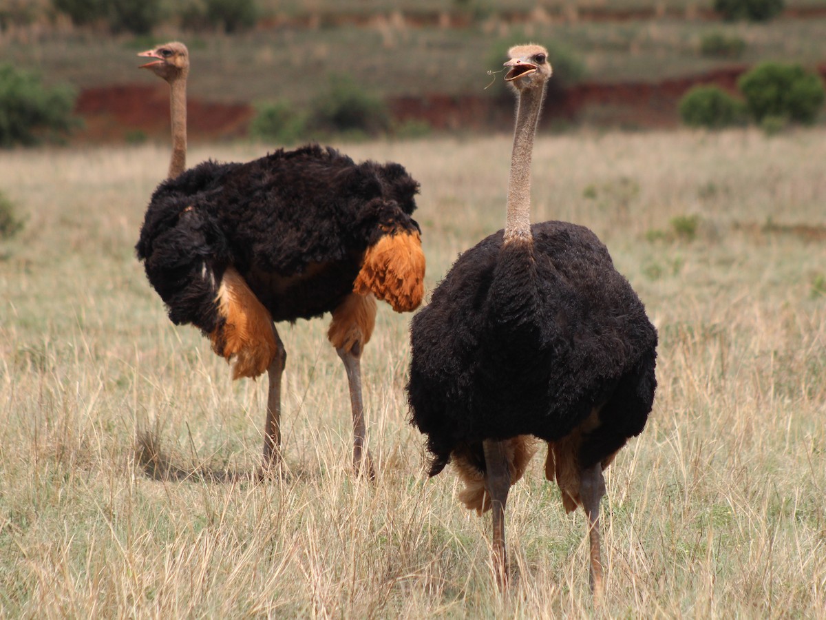 Common Ostrich - ML642853536