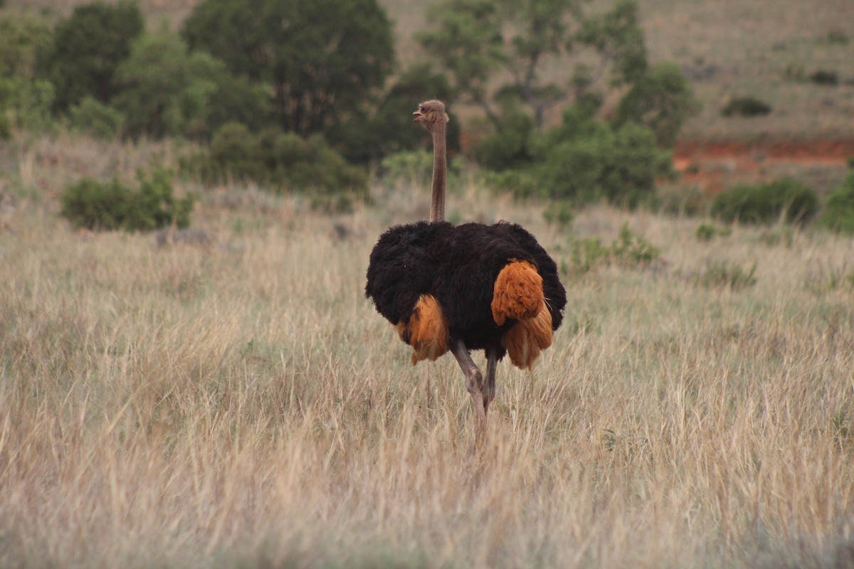 Common Ostrich - ML642853537