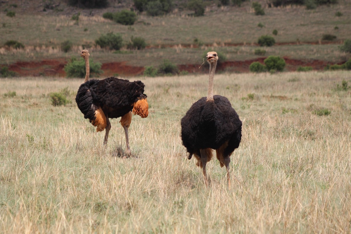 Common Ostrich - ML642853538