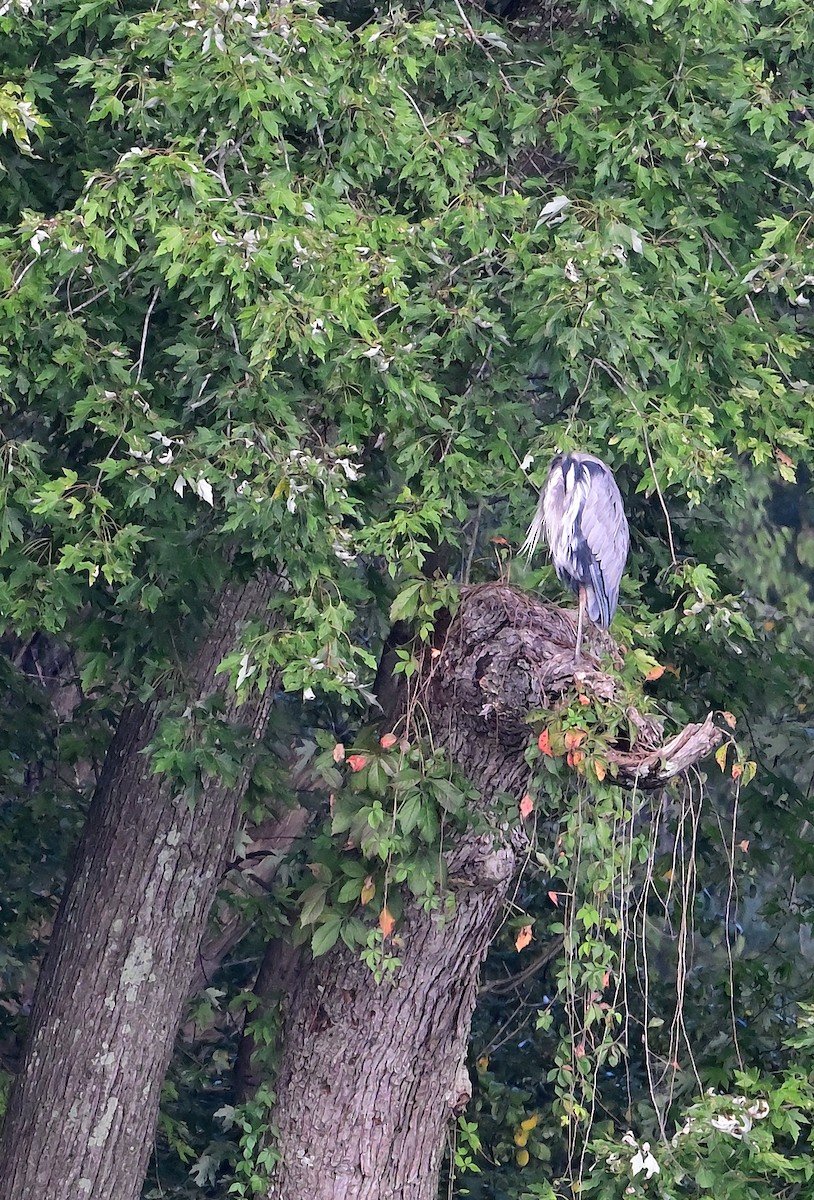 Great Blue Heron - ML642853540