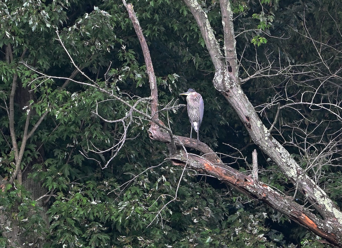 Great Blue Heron - ML642853541