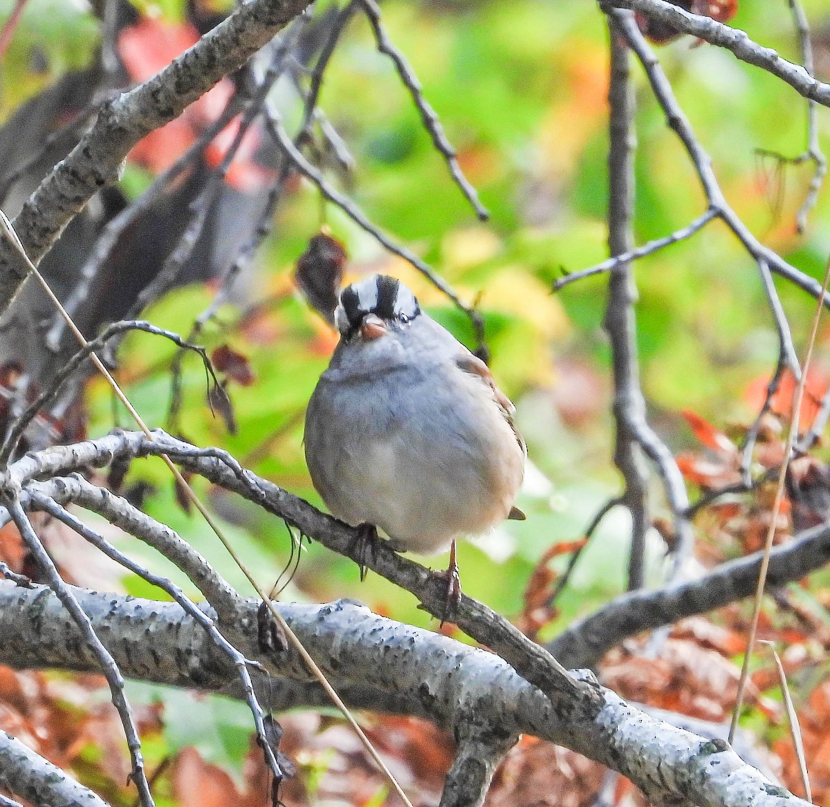 White-crowned Sparrow - ML642853545