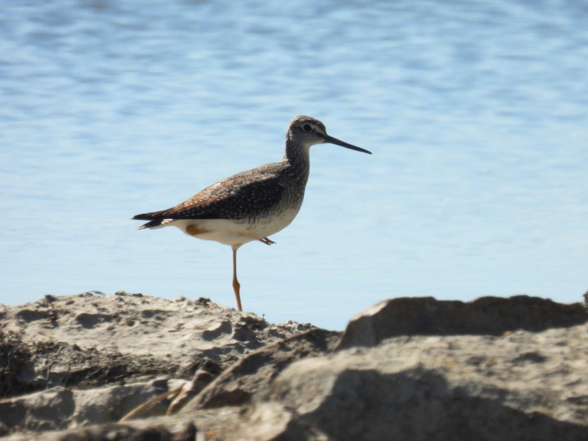 Greater Yellowlegs - ML642853550