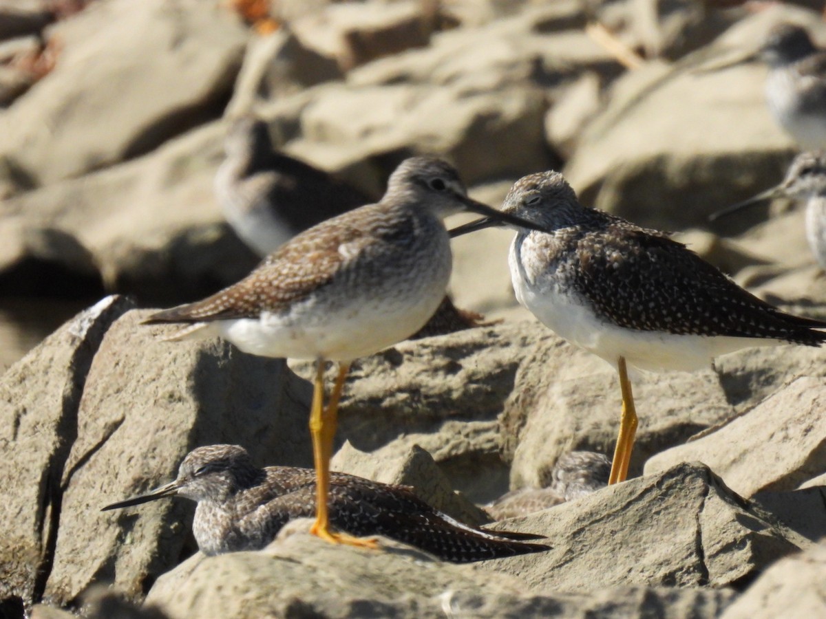 Greater Yellowlegs - ML642853551