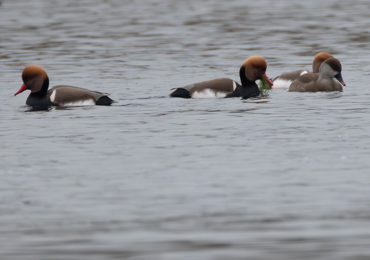 Red-crested Pochard - ML642853552