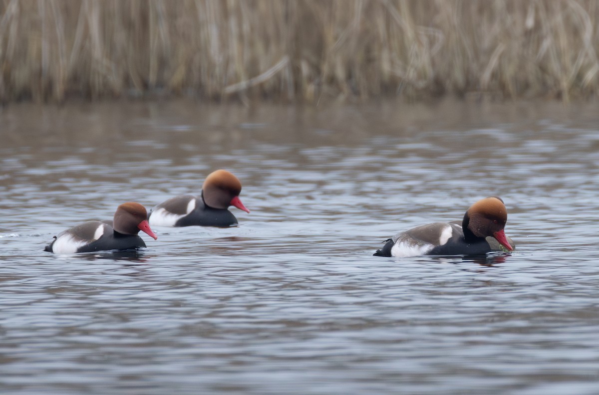 Red-crested Pochard - ML642853553