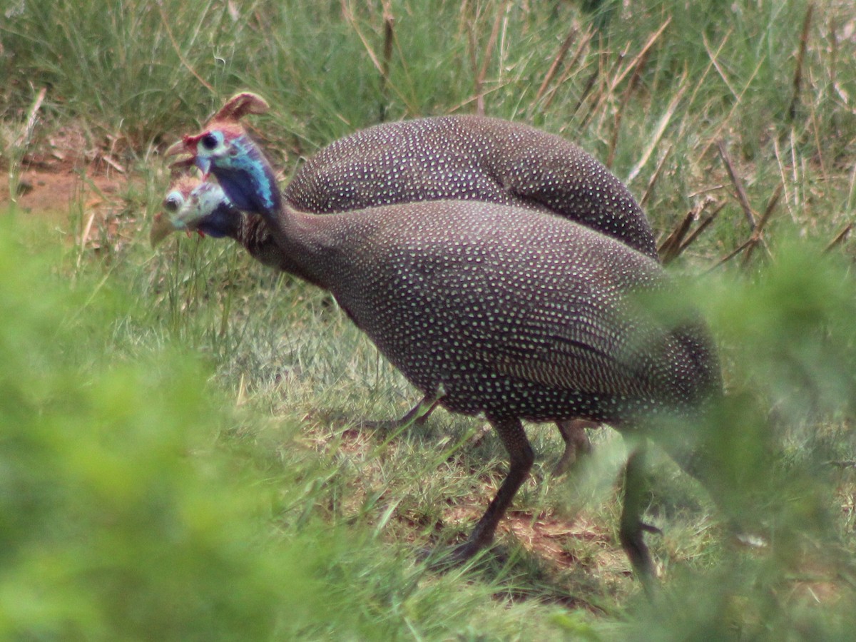 Helmeted Guineafowl - ML642853554