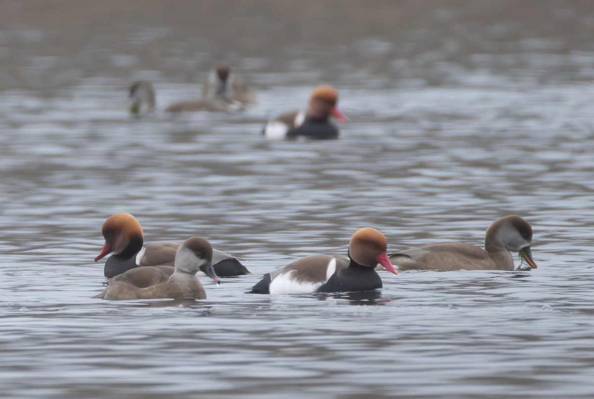 Red-crested Pochard - ML642853555