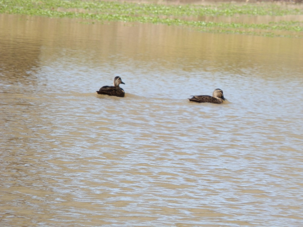 Pacific Black Duck - ML642853556