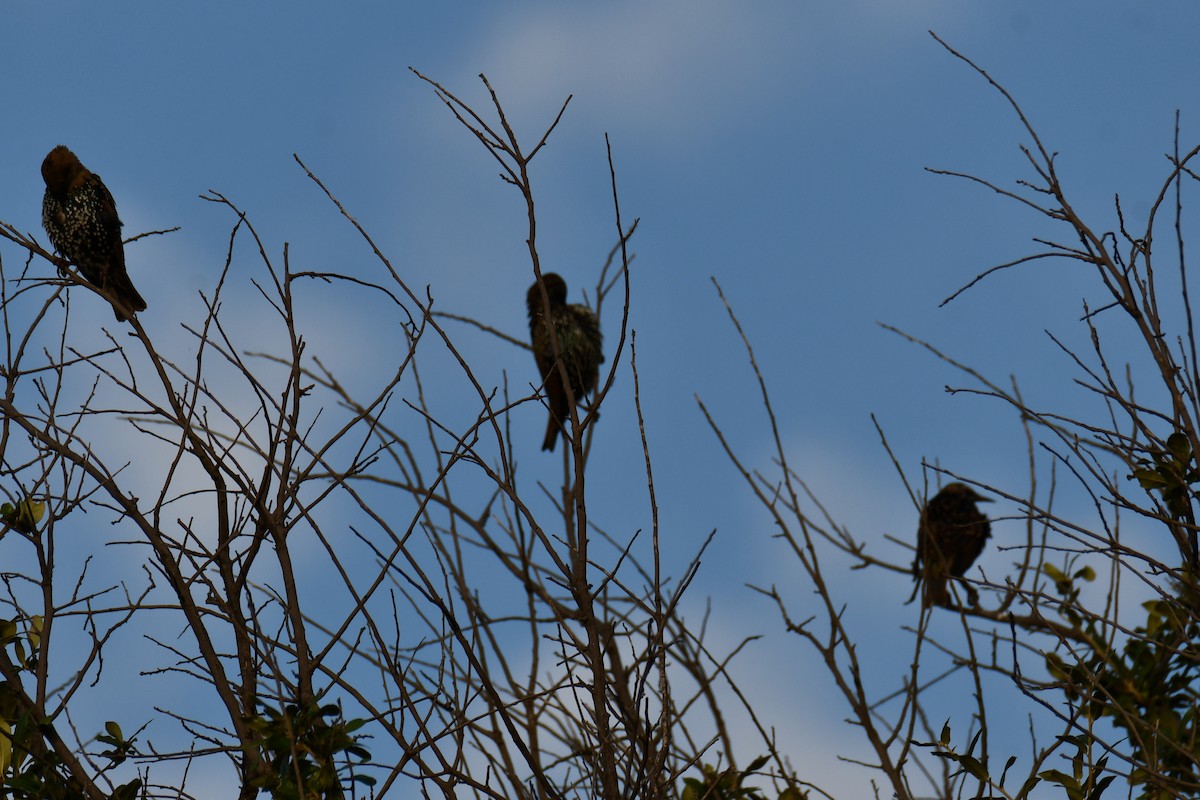 European Starling - ML642853559