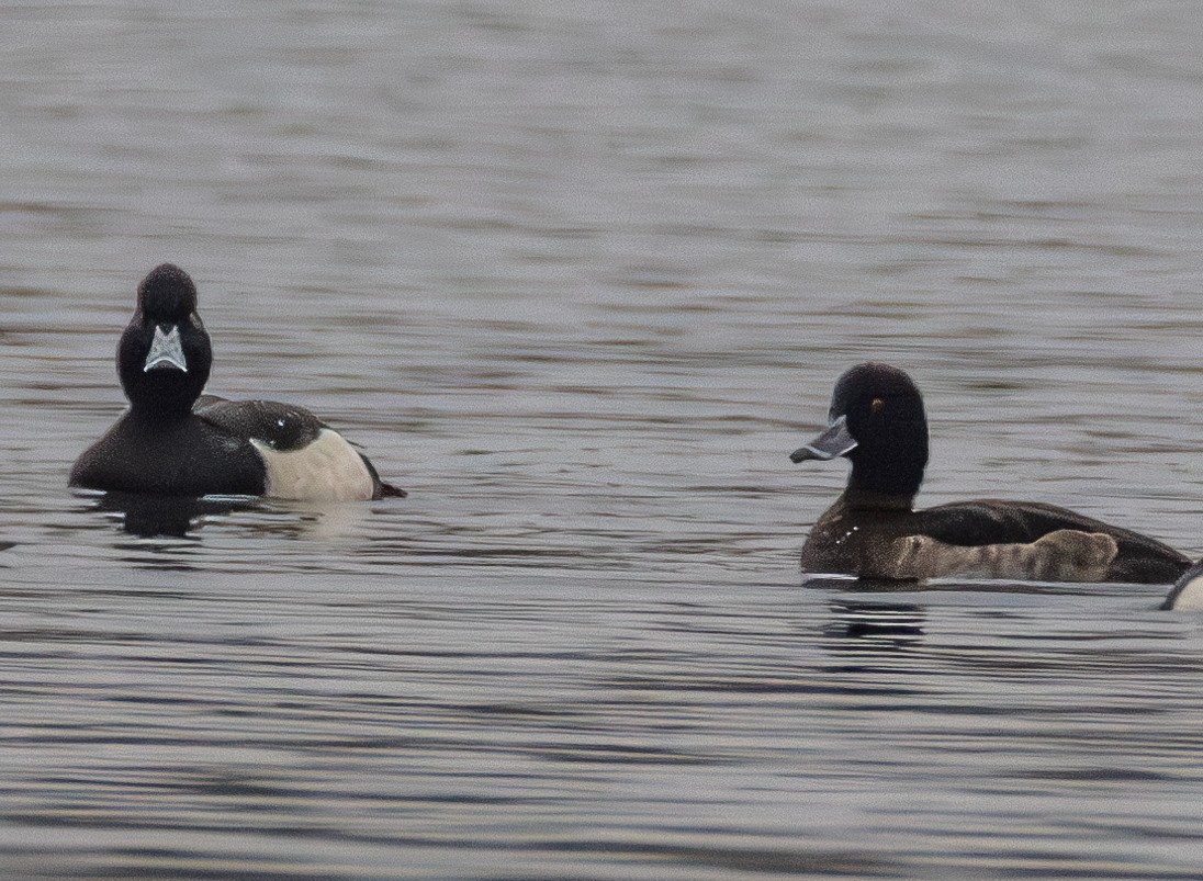 Tufted Duck - ML642853560