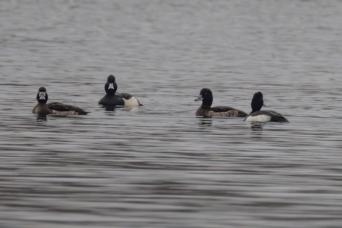 Tufted Duck - ML642853561