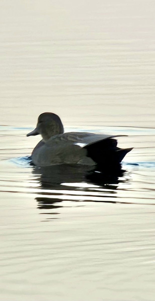 Gadwall - ML642853562