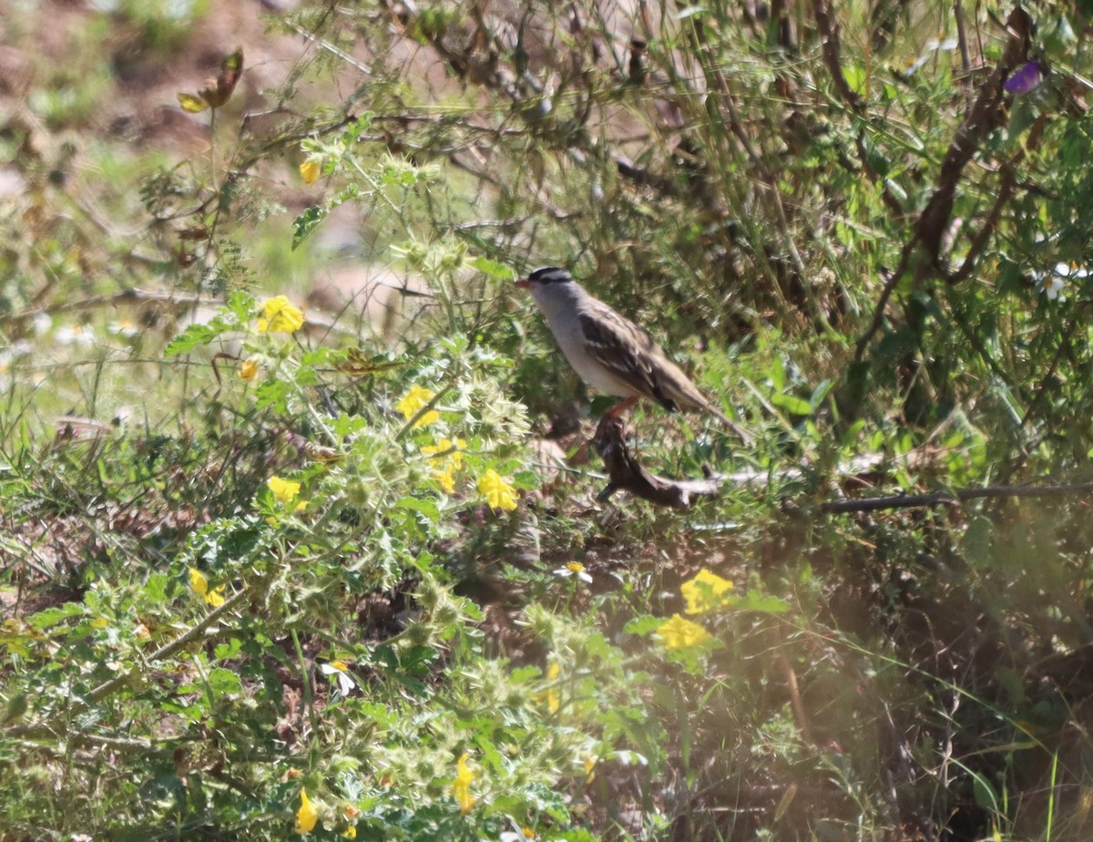 White-crowned Sparrow - ML642853564