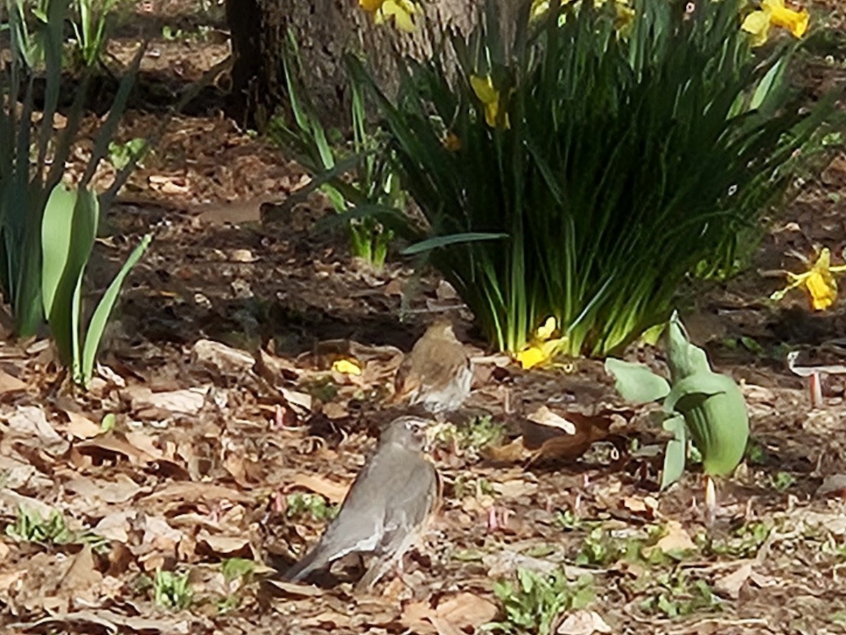 American Robin - ML642853565
