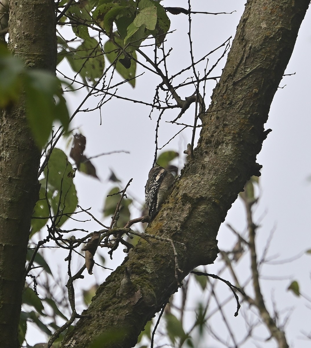 Yellow-bellied Sapsucker - ML642853566