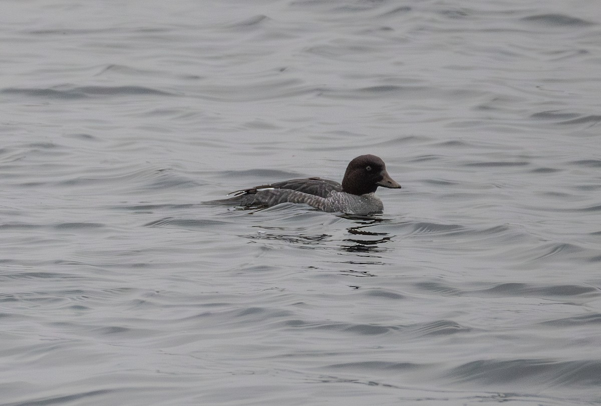 Common Goldeneye - ML642853567
