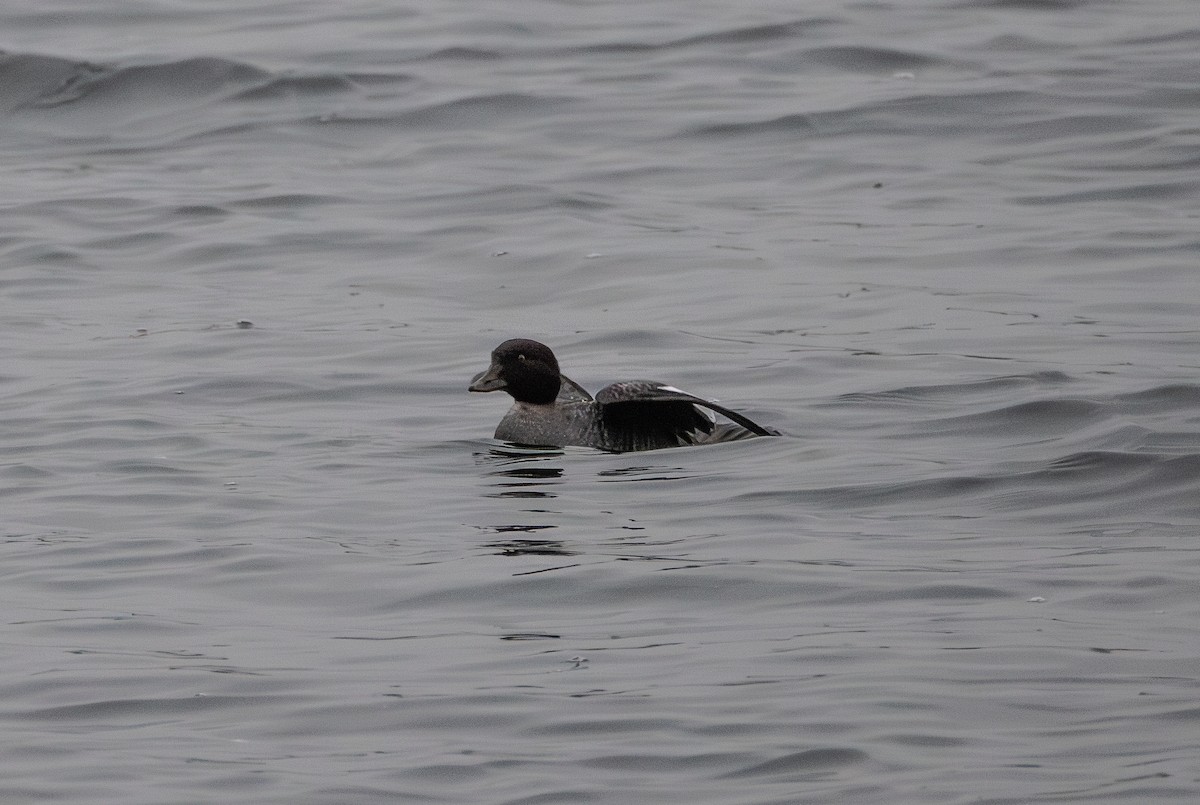 Common Goldeneye - ML642853568