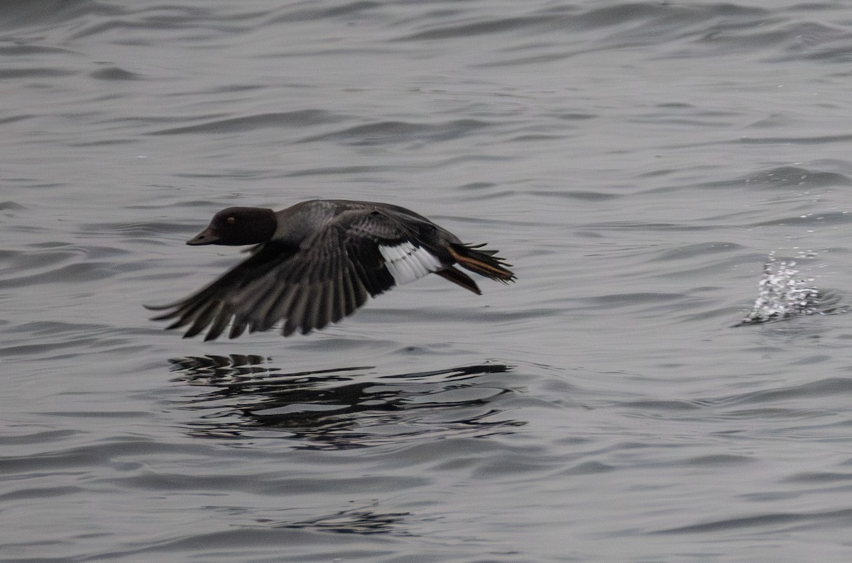 Common Goldeneye - ML642853569