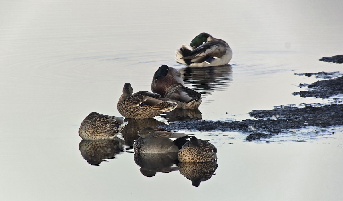 Mallard - ML642853570