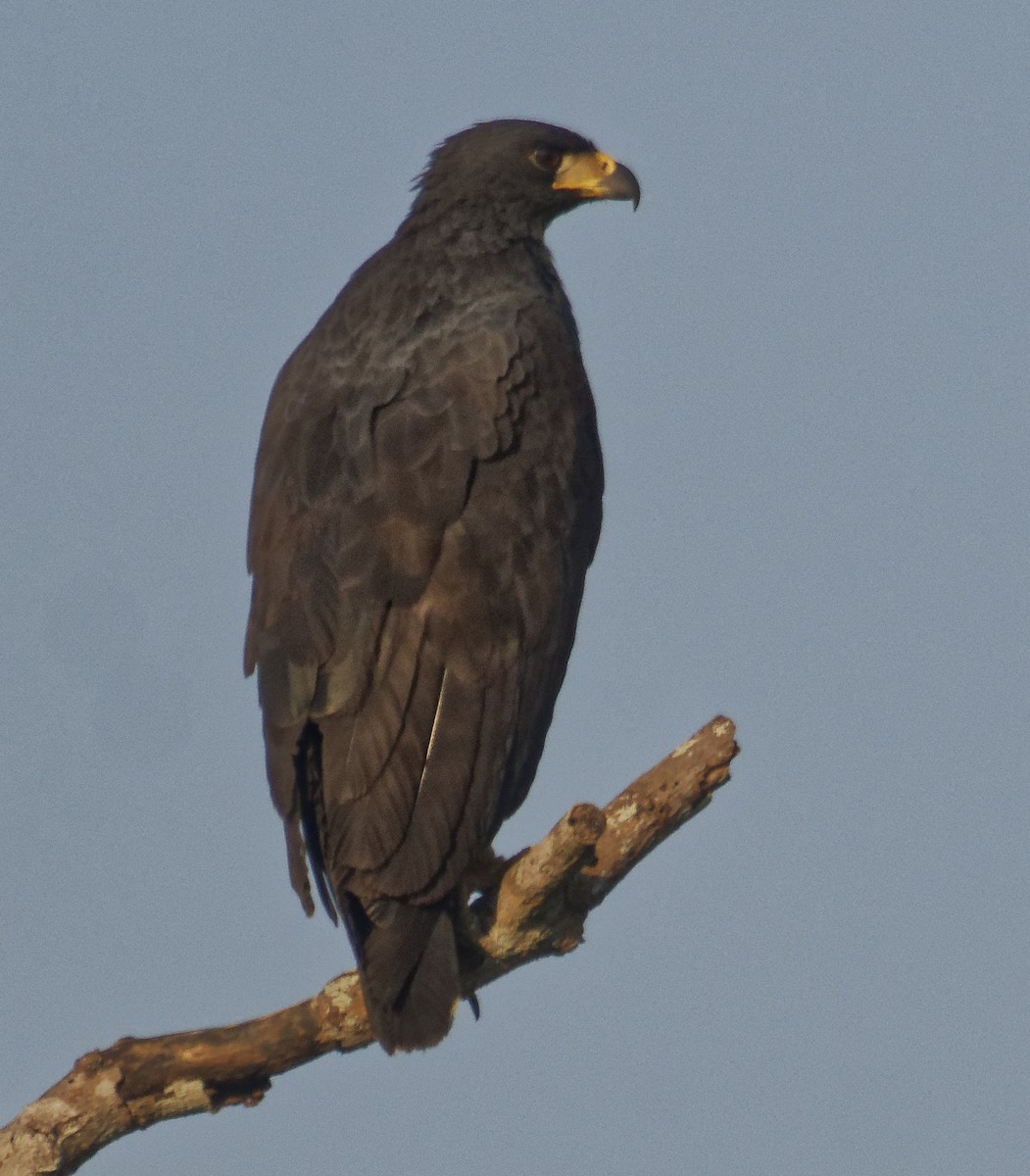 Great Black Hawk - ML642853612
