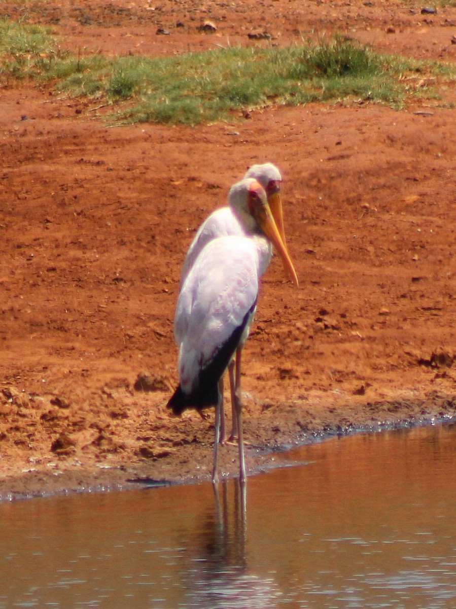Tantale ibis - ML642853614