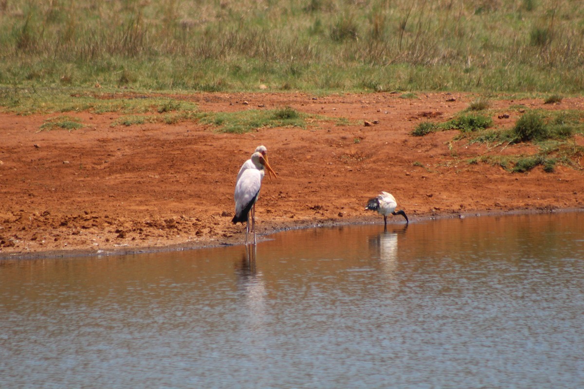 Tantale ibis - ML642853615