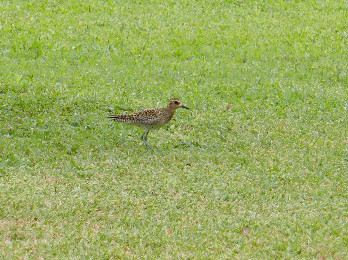 Pacific Golden-Plover - ML642853634