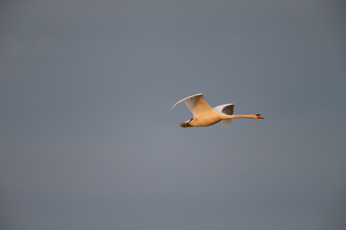 Cygne tuberculé - ML642853635