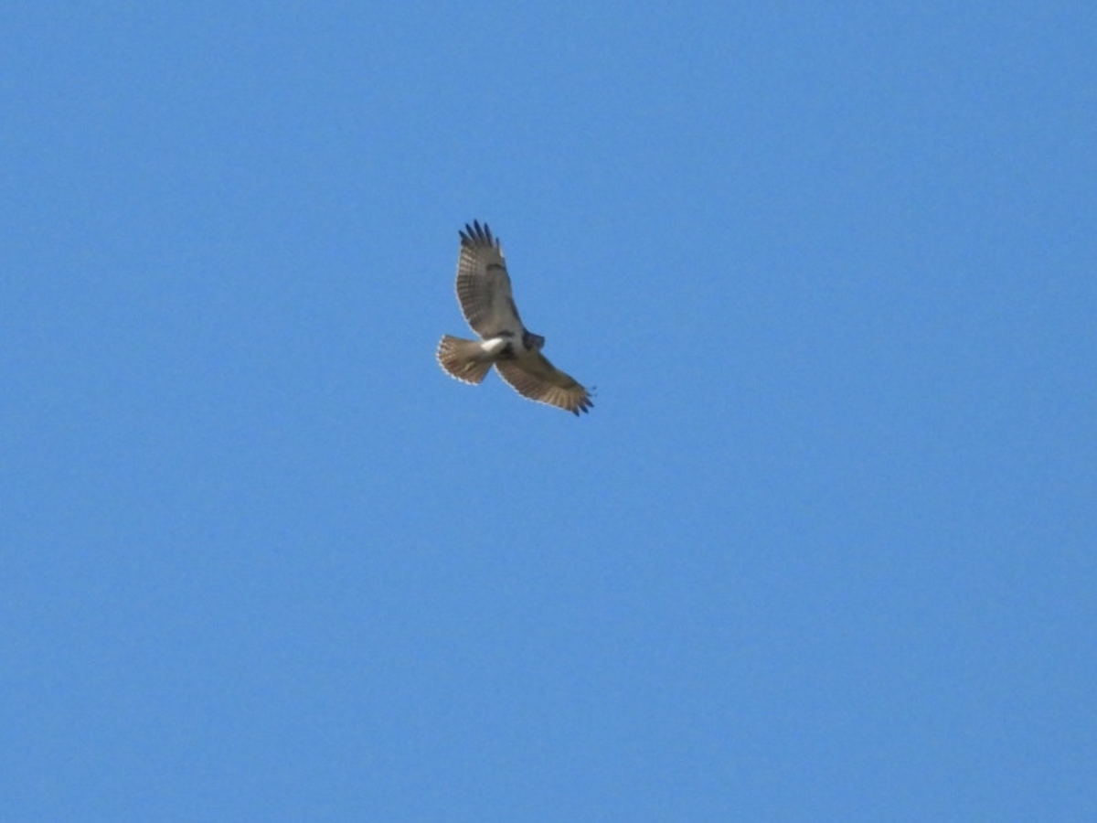 Red-tailed Hawk - ML642853642