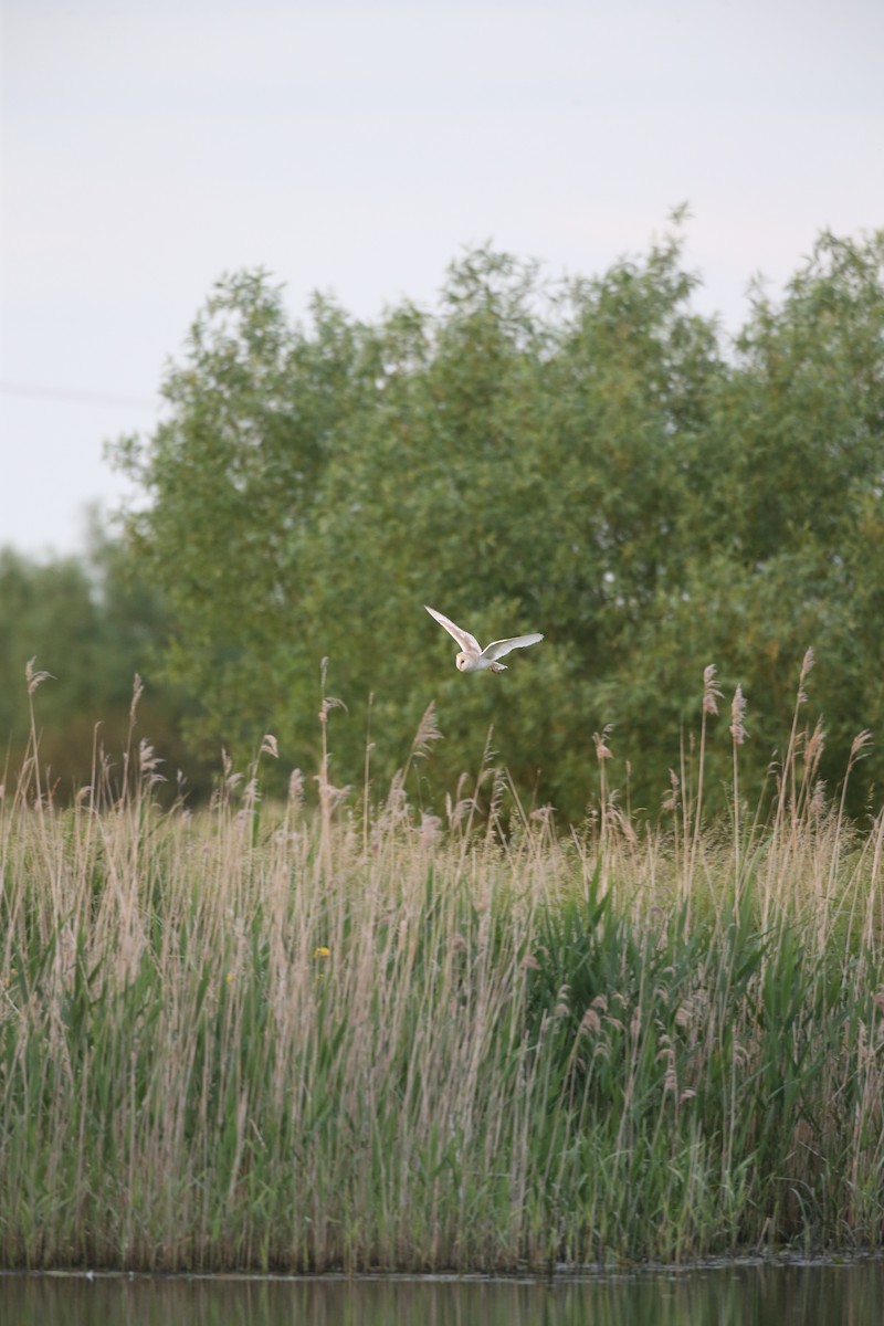 Western Barn Owl - ML642853643