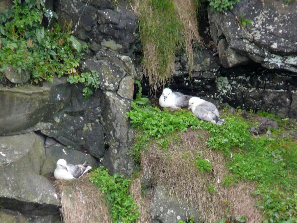 Northern Fulmar - ML642853644