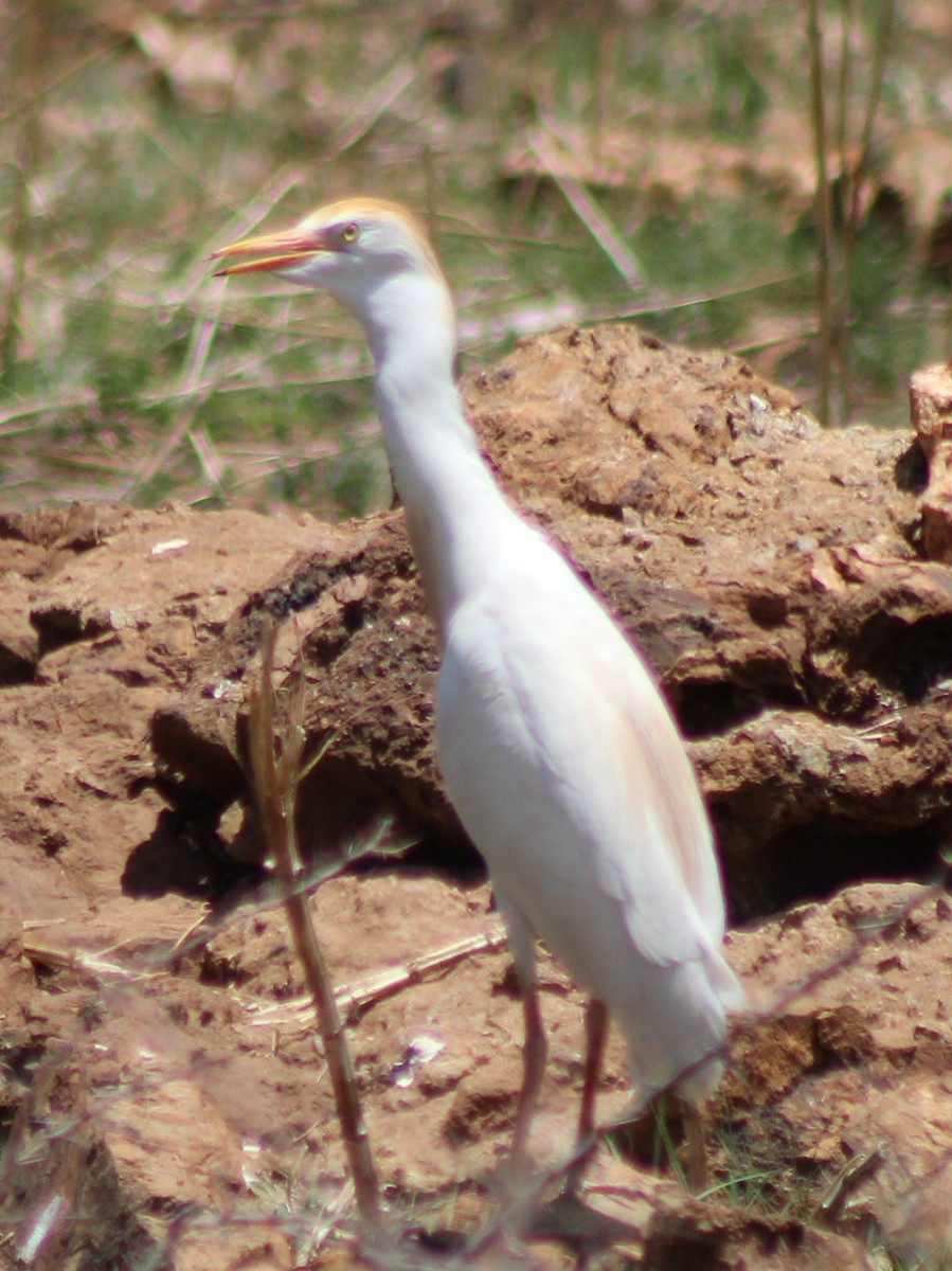 Western Cattle-Egret - ML642853645
