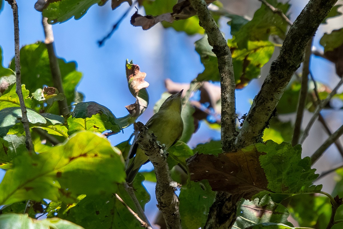 Philadelphia Vireo - ML642853650