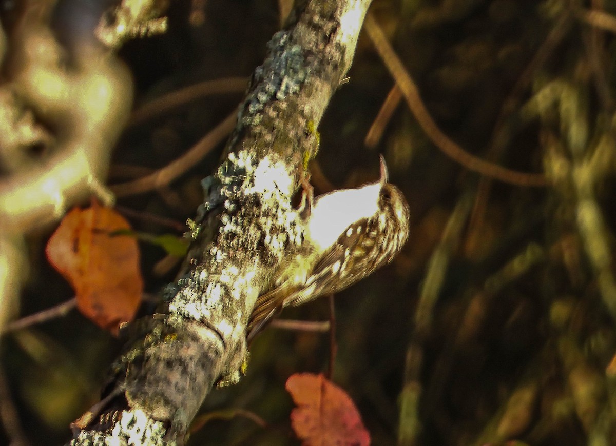 Brown Creeper - ML642853651