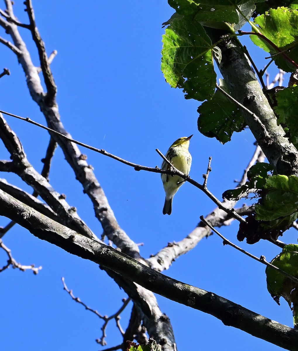 Black-throated Green Warbler - ML642853652