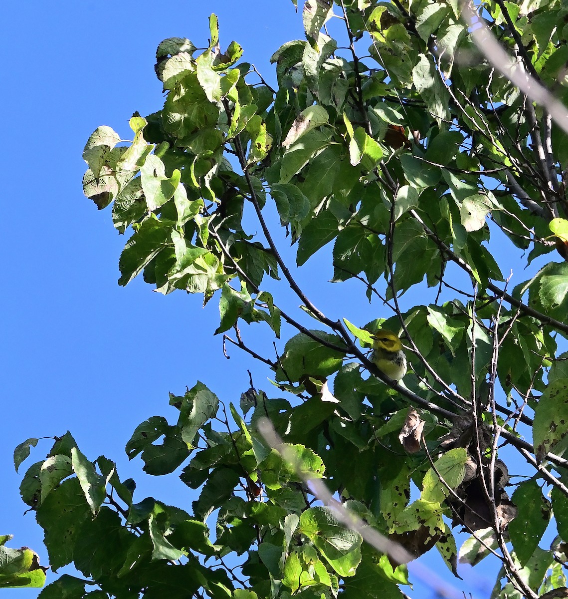 Black-throated Green Warbler - ML642853653