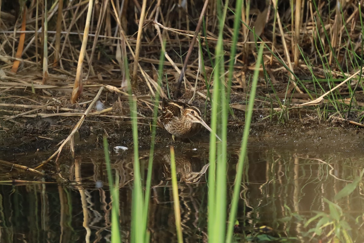 Common Snipe - ML642853655