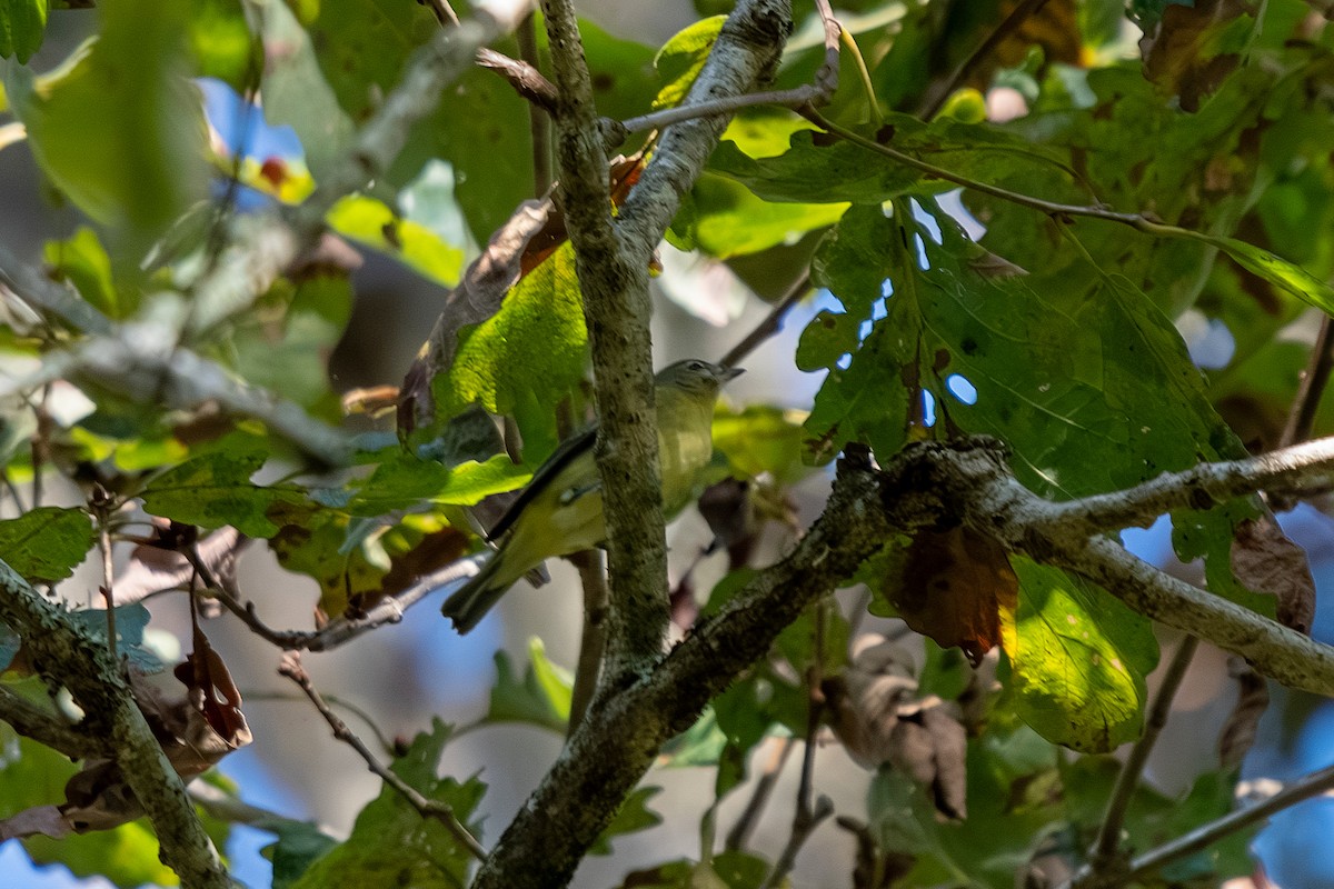 Philadelphia Vireo - ML642853656