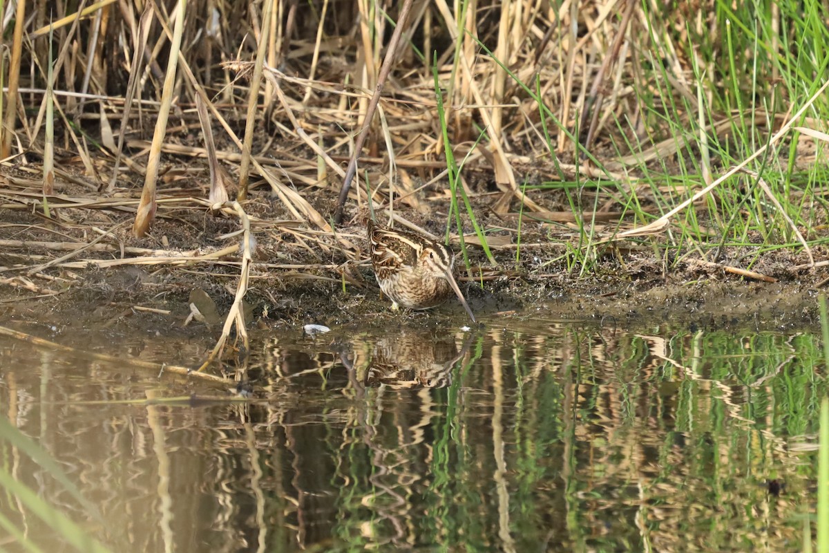 Common Snipe - ML642853657