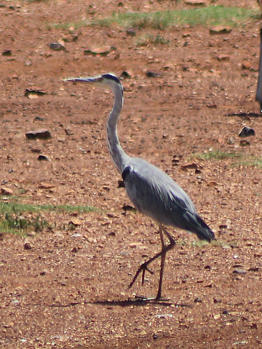 Black-headed Heron - ML642853658