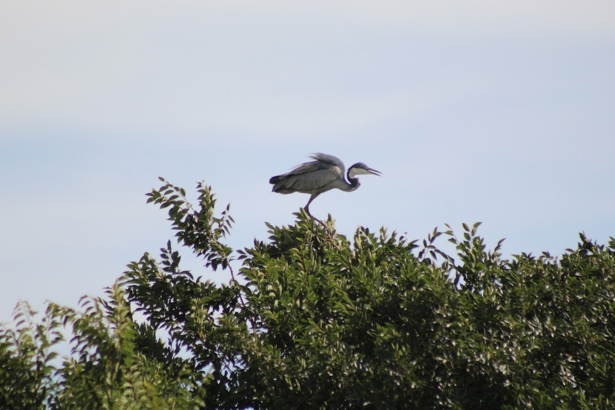 Black-headed Heron - ML642853659