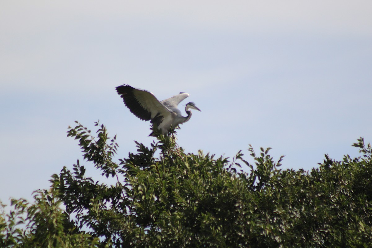 Black-headed Heron - ML642853660
