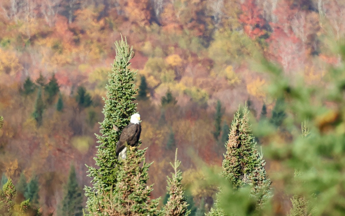 Bald Eagle - ML642853662