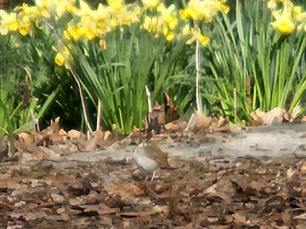Hermit Thrush - ML642853673
