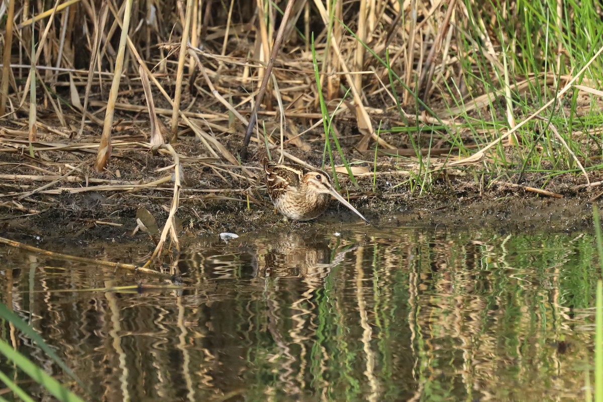 Common Snipe - ML642853674